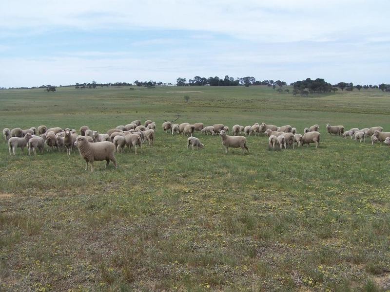 Lot 1 Bannister Lane, Gurrundah NSW 2581