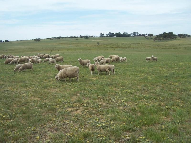 Lot 1 Bannister Lane, Gurrundah NSW 2581