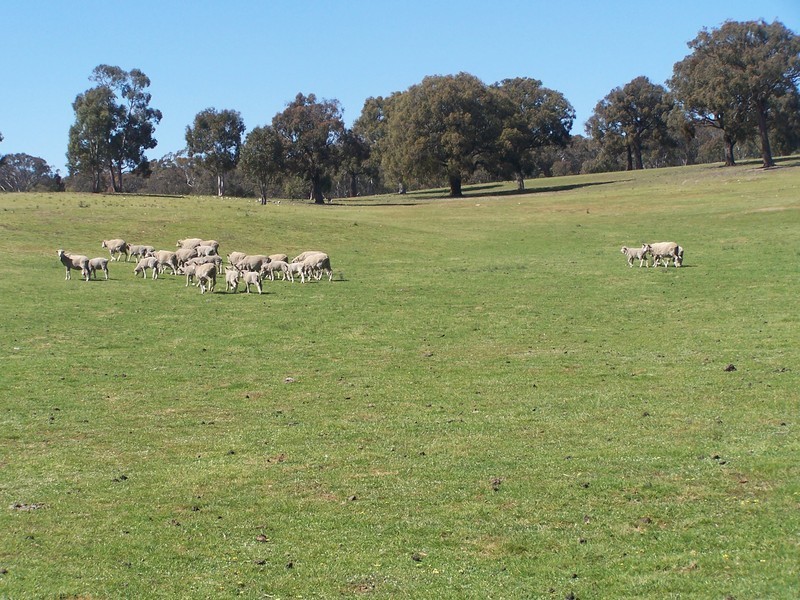 117 Karinya Road, Binda NSW 2583