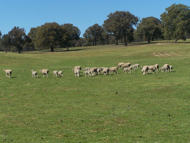 117 Karinya Road, Binda NSW 2583