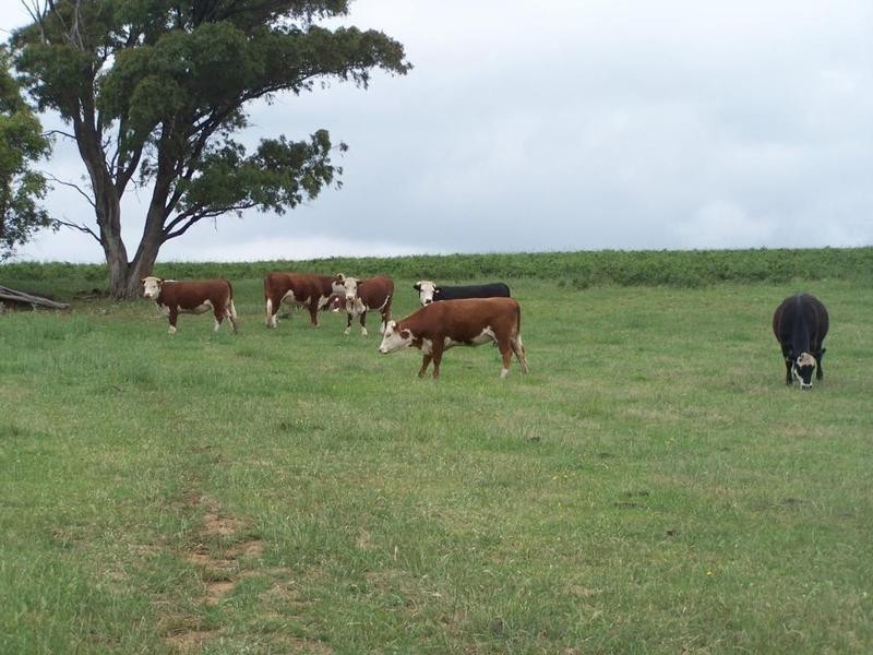 3646 Range Road, Grabben Gullen NSW 2583