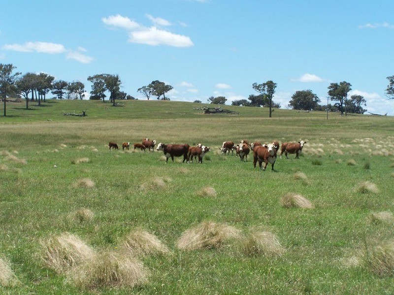 Lot 15 Coolabah Park, Bungonia NSW 2580