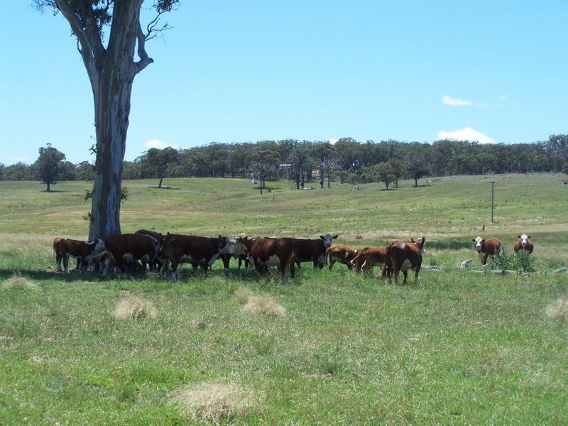 Lot 15 Coolabah Park, Bungonia NSW 2580