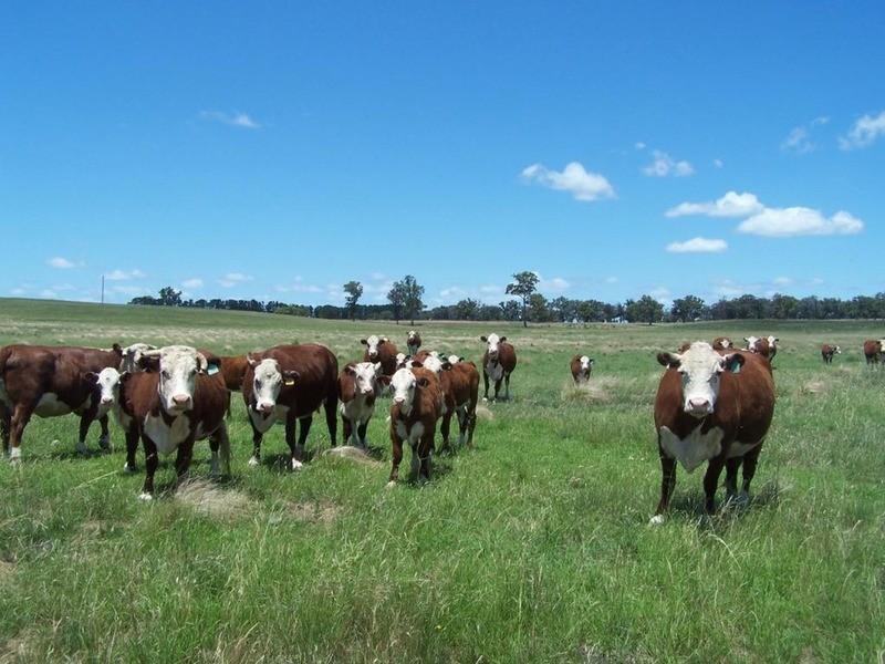 Lot 15 Coolabah Park, Bungonia NSW 2580