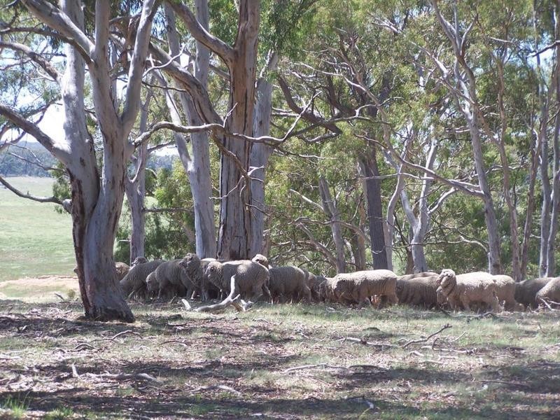 Lot 12 Coolabah Park, Bungonia NSW 2580