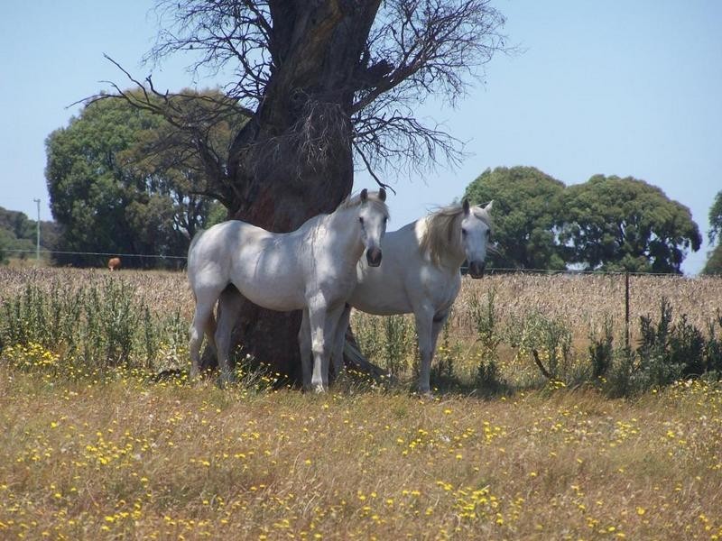 Lot 153 Gorham Road, Crookwell NSW 2583