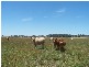 Lot 153 Gorham Road, Crookwell NSW 2583