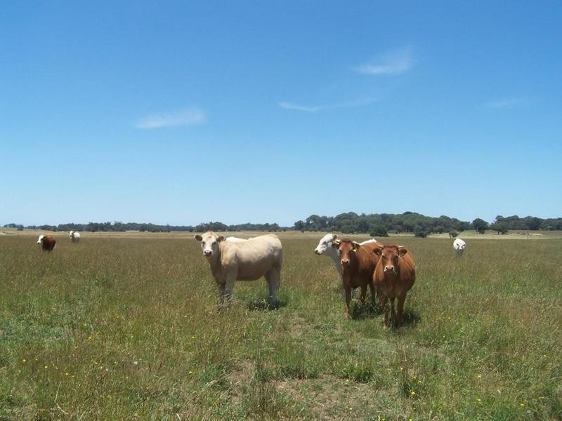 Lot 153 Gorham Road, Crookwell NSW 2583