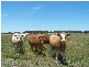 Lot 153 Gorham Road, Crookwell NSW 2583