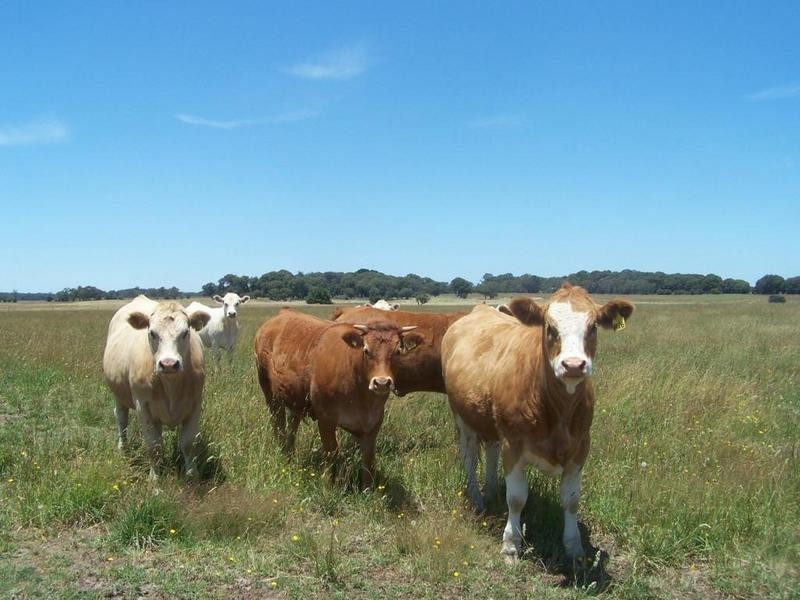 Lot 153 Gorham Road, Crookwell NSW 2583