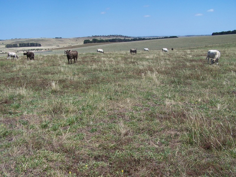 “Bolong Flats” Willcox Road, Laggan NSW 2583