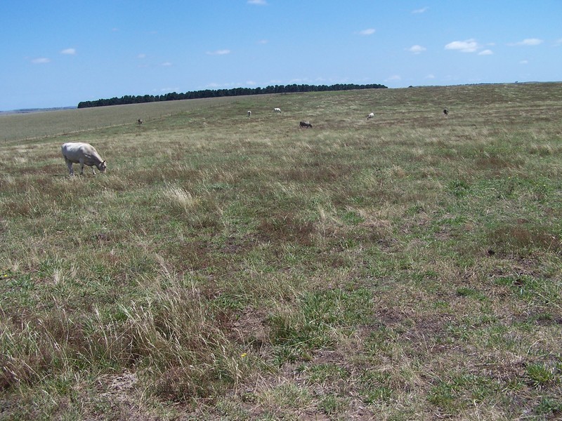 “Bolong Flats” Willcox Road, Laggan NSW 2583