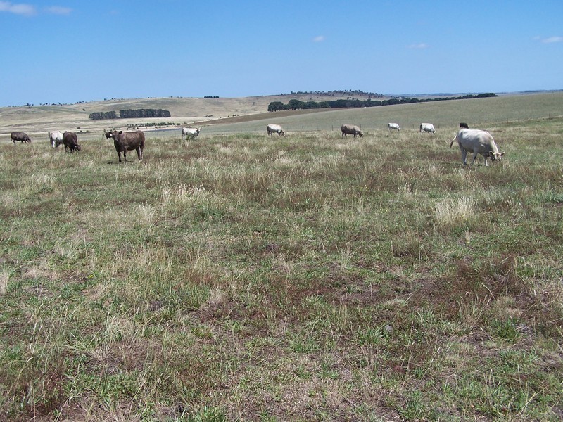 “Bolong Flats” Willcox Road, Laggan NSW 2583