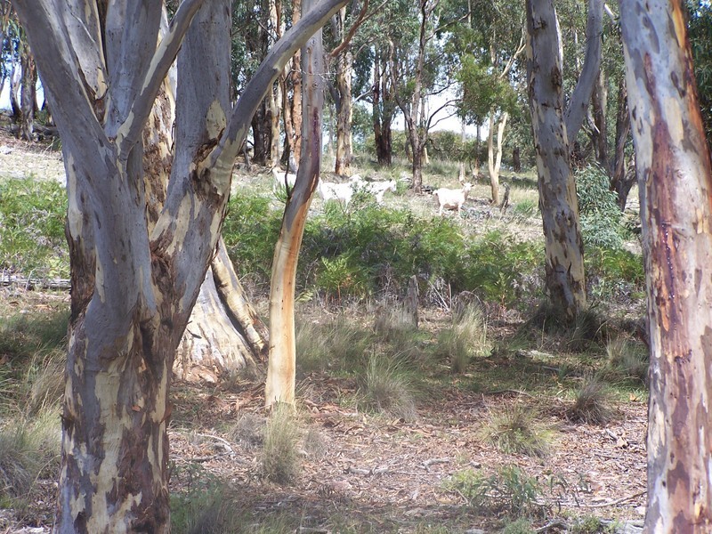 LOt 3 Covan Creek Road, Lake Bathurst NSW 2580