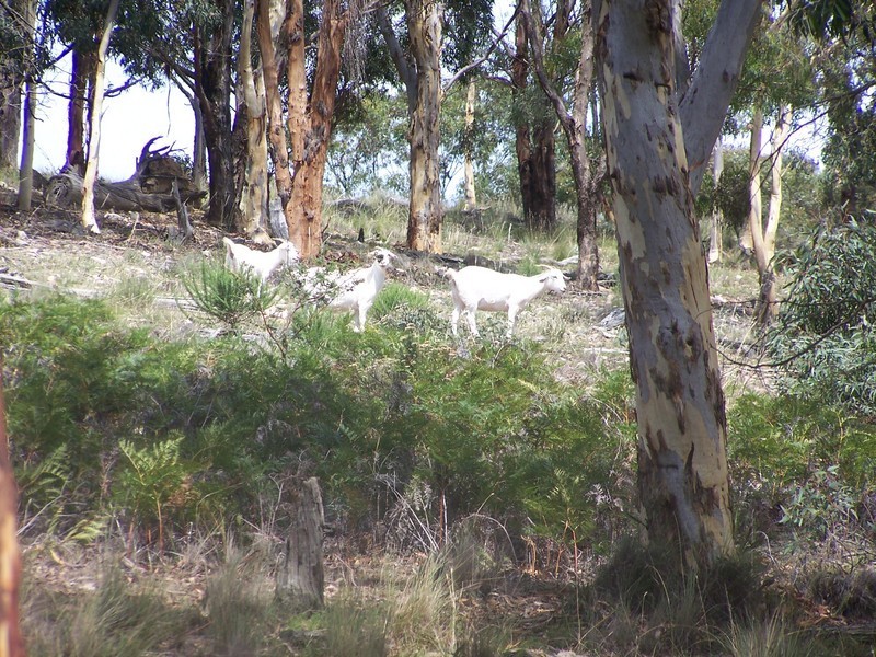 LOt 3 Covan Creek Road, Lake Bathurst NSW 2580