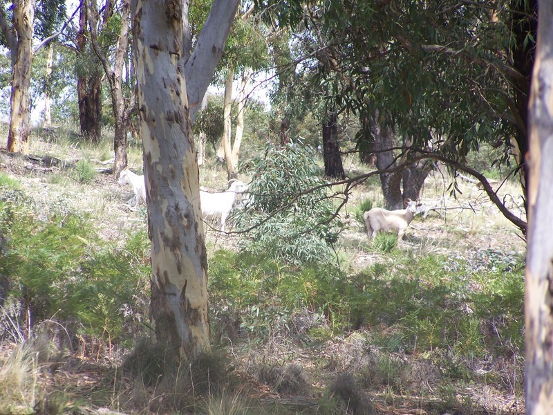 LOt 3 Covan Creek Road, Lake Bathurst NSW 2580
