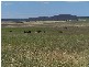 Lot 13 Off Windellama Road, Goulburn NSW 2580