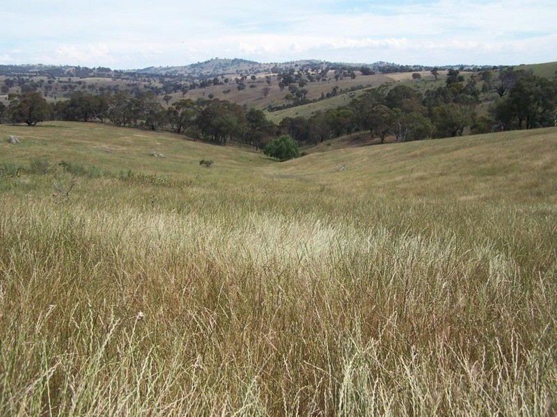 141 Blackmans Road, Bigga NSW 2583