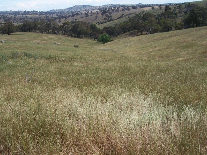 141 Blackmans Road, Bigga NSW 2583