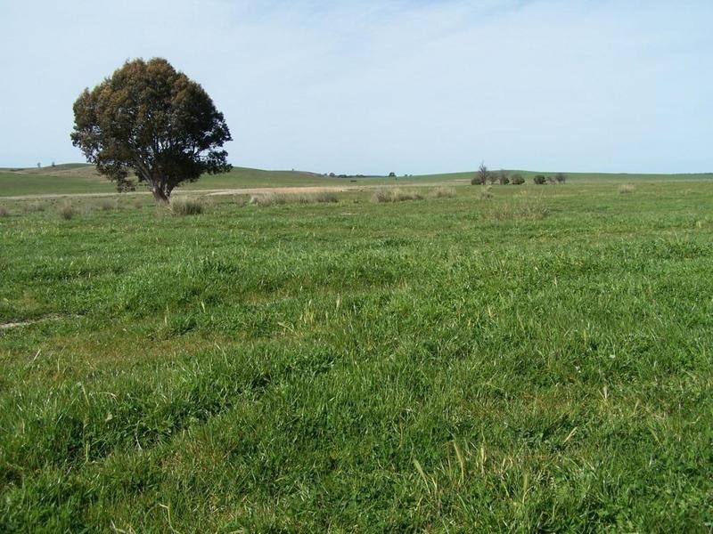 1320 Braidwood Road, Tarago NSW 2580