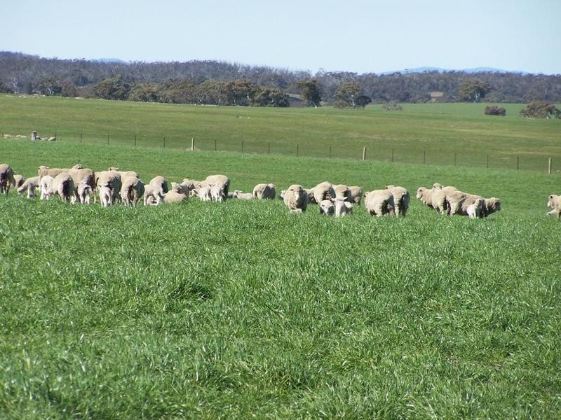 1320 Braidwood Road, Tarago NSW 2580