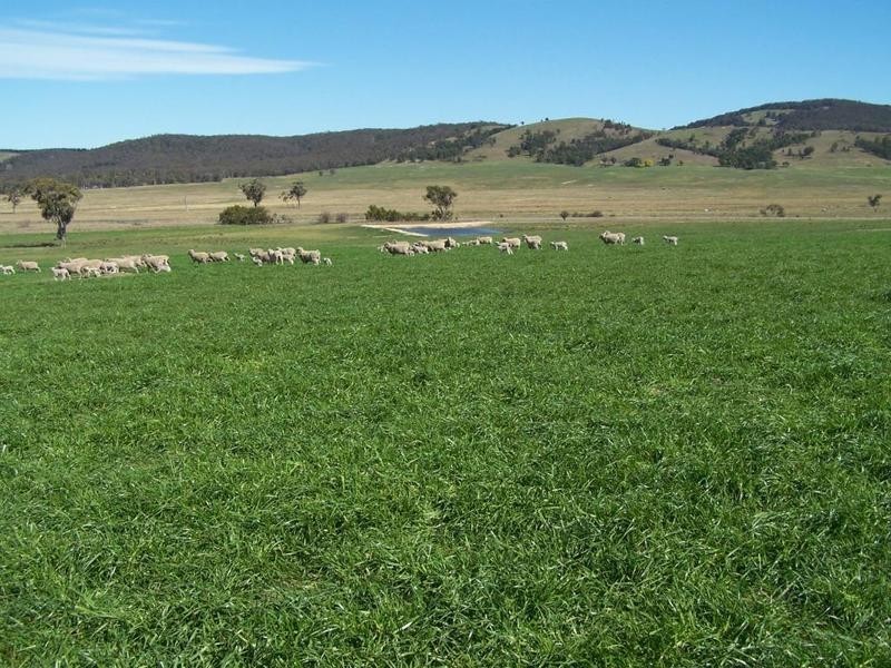 1320 Braidwood Road, Tarago NSW 2580