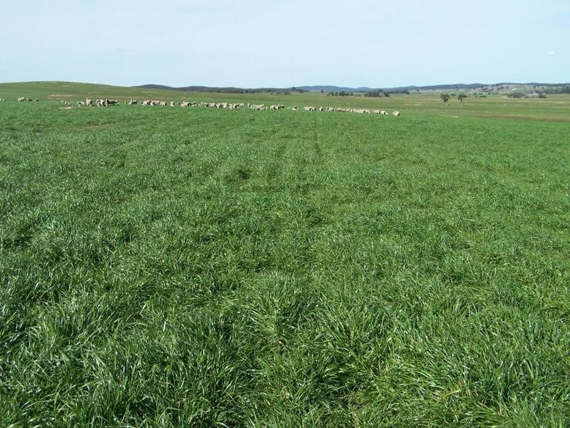 1320 Braidwood Road, Tarago NSW 2580