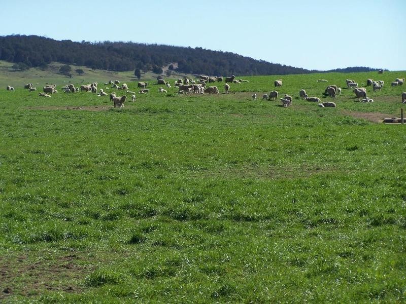 1320 Braidwood Road, Tarago NSW 2580