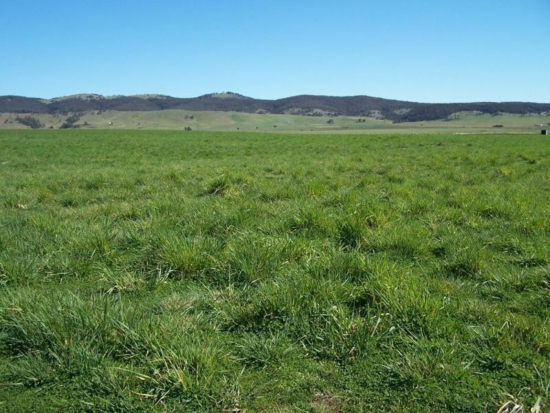 1320 Braidwood Road, Tarago NSW 2580