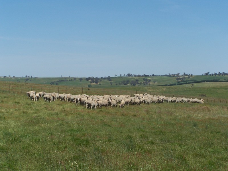 271 Woodville Road, Binda NSW 2583