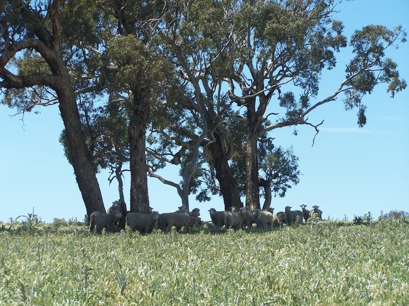 271 Woodville Road, Binda NSW 2583