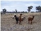 474 Fish River Road, Crookwell NSW 2583