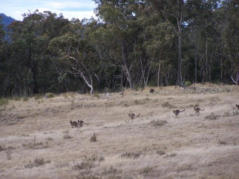 Lot 51 Mares Forest Road, Taralga NSW 2580