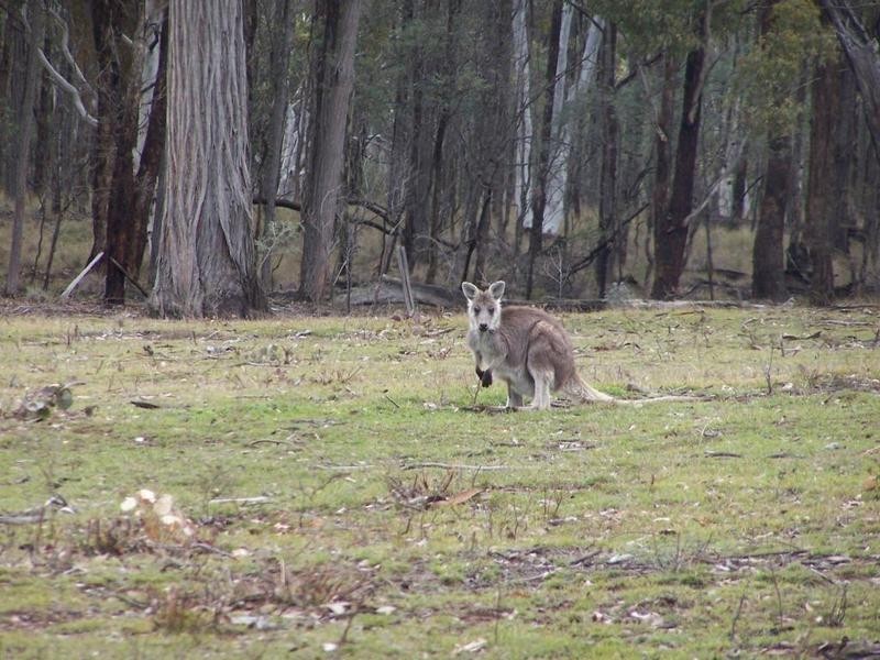 Lot 2/5 Junction Point Road, Binda NSW 2583