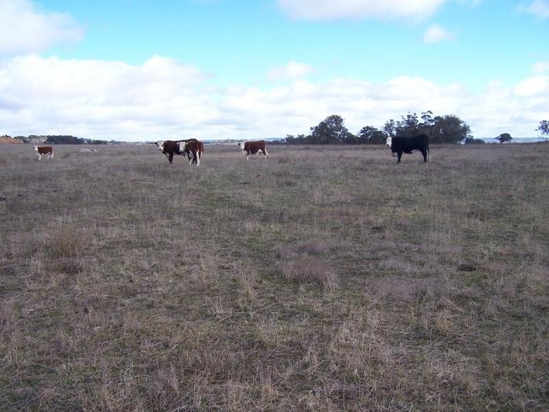 2561 Tyrl Tyrl Road, Laggan NSW 2583