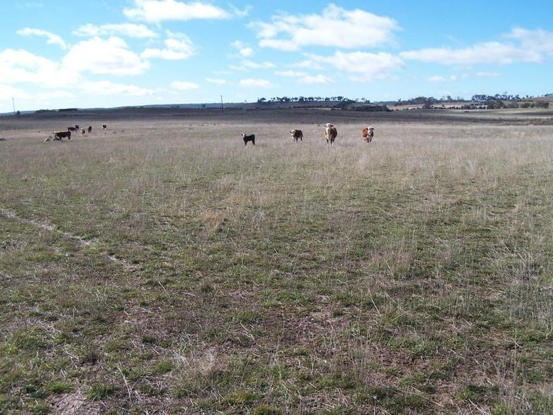 2561 Tyrl Tyrl Road, Laggan NSW 2583