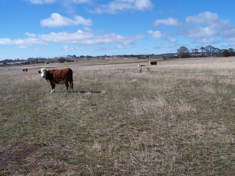 2562 Tyrl Tyrl Road, Laggan NSW 2583