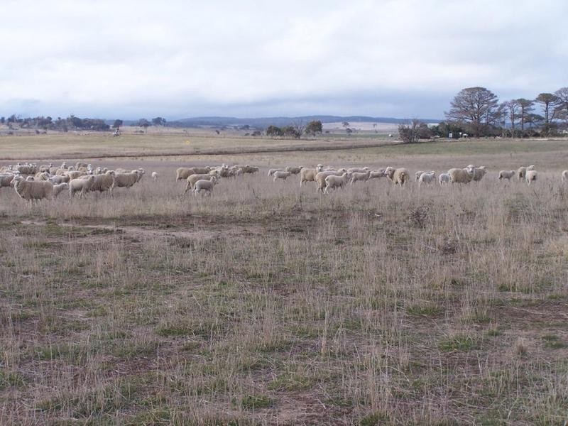 2562 Tyrl Tyrl Road, Laggan NSW 2583