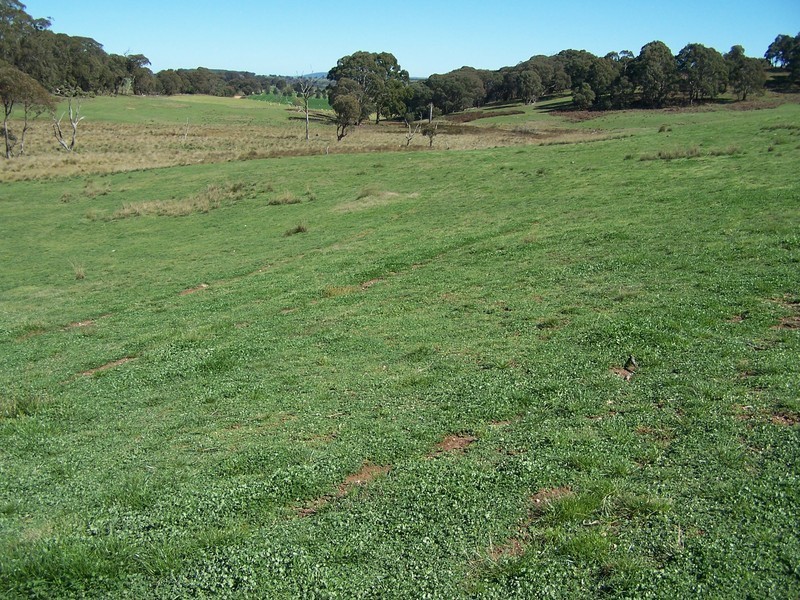 699 Peelwood Road, Laggan NSW 2583