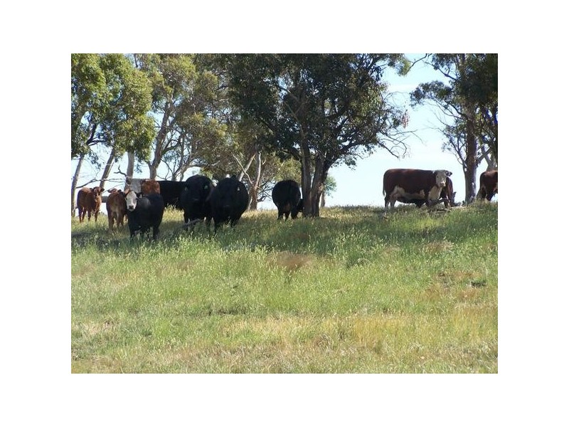 Lot 5 Trappers Way, Woodhouselee NSW 2580