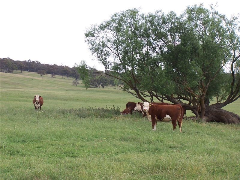 168 Cockatoo Road, Taralga NSW 2580