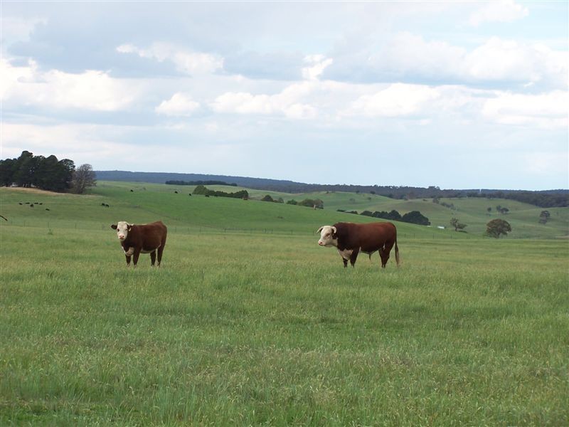 168 Cockatoo Road, Taralga NSW 2580