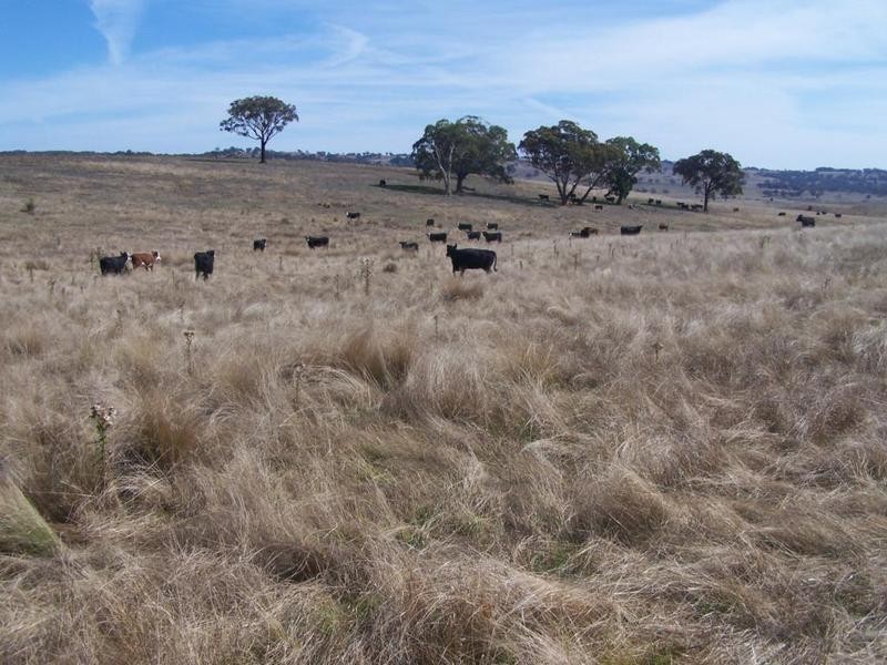 1159 Binda Road, Crookwell NSW 2583