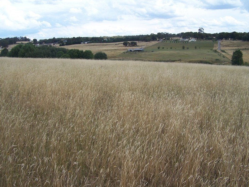 Lot 11 Hewitts Lane, Grabben Gullen NSW 2583