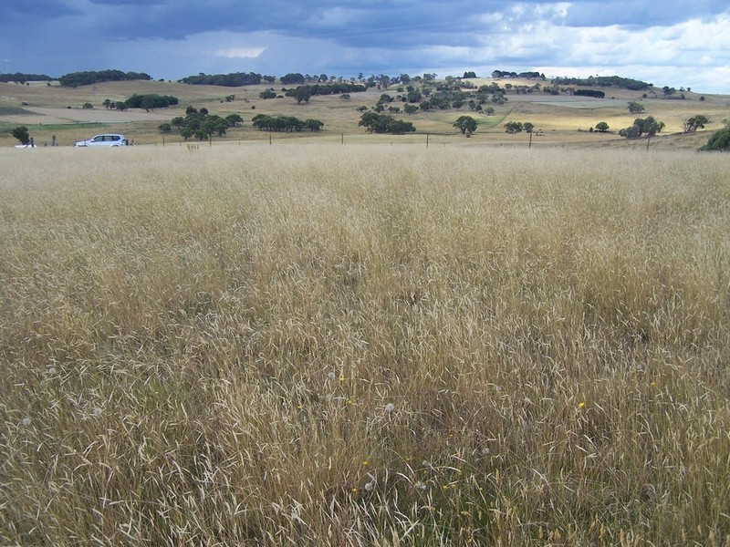 Lot 11 Hewitts Lane, Grabben Gullen NSW 2583