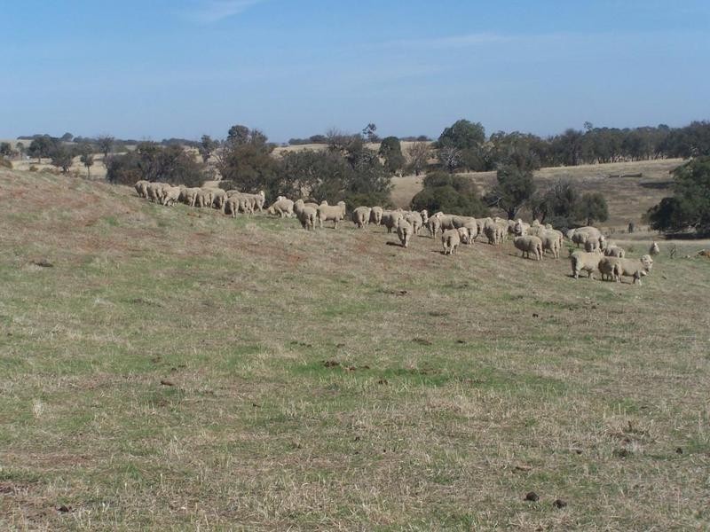 Lot 2 Sapphire Road, Gunning NSW 2581