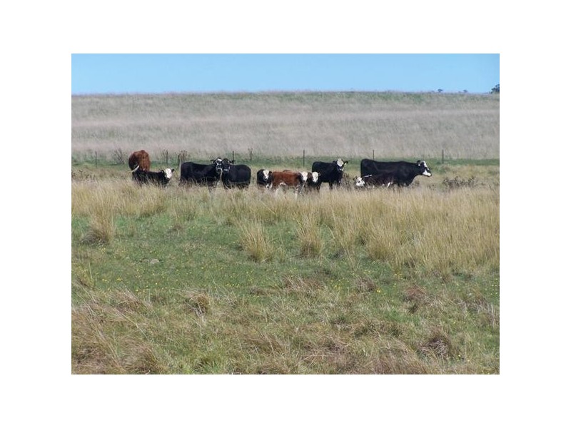 “Warrawidgee” Yalbraith Road, Taralga NSW 2580