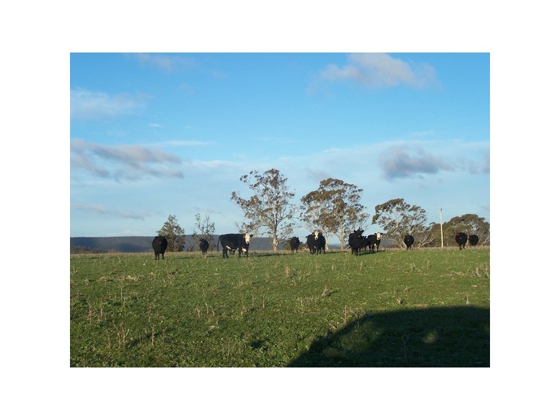 1831 Taralga Road, Tarlo NSW 2580