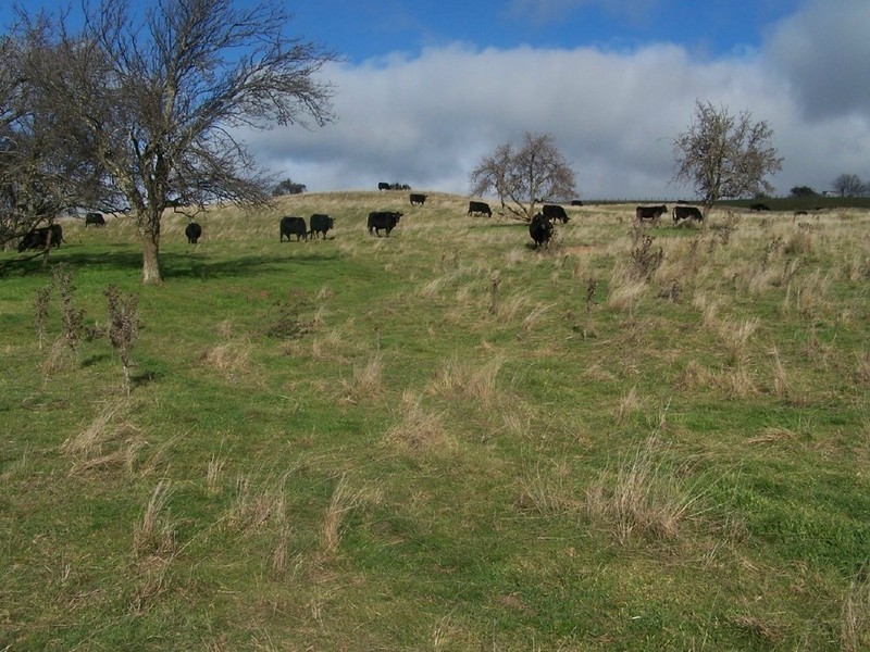 1215 Off Woodville Road, Binda NSW 2583