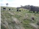 1215 Off Woodville Road, Binda NSW 2583
